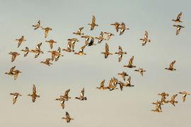 Smienten in de lucht