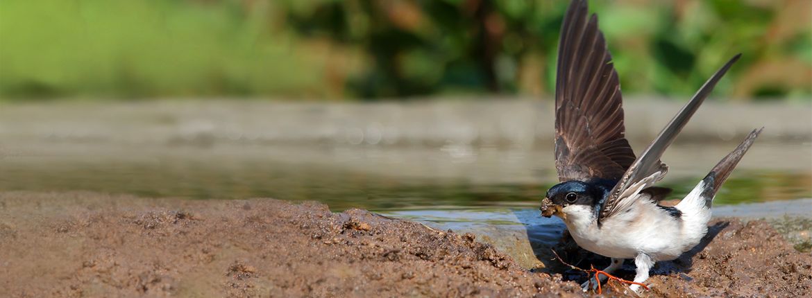 Huiszwaluw / Shutterstock