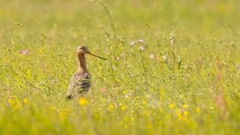 Grutto in het bloemenveld