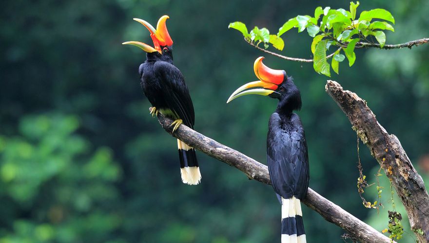 Neushoornvogel / Shutterstock