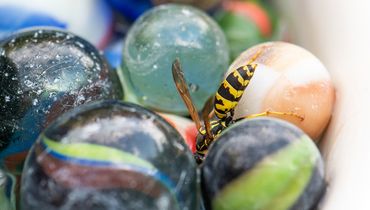 Drinkschaal voor insecten / Jannie Timmer