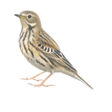 Roodkeelpieper juveniel / Elwin van der Kolk