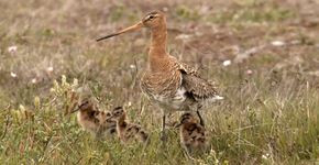 Videostill Stem voor natuur