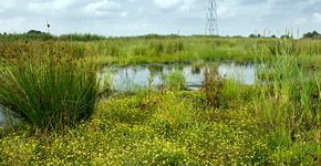 Landschap / Fred van Diem