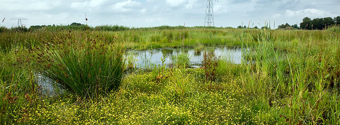 Landschap / Fred van Diem