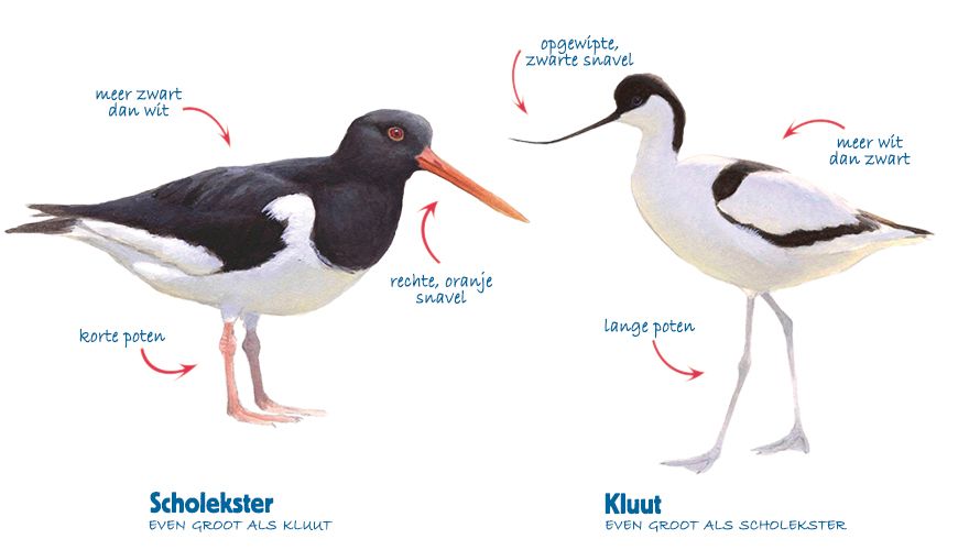 Infographic scholekster - kluut