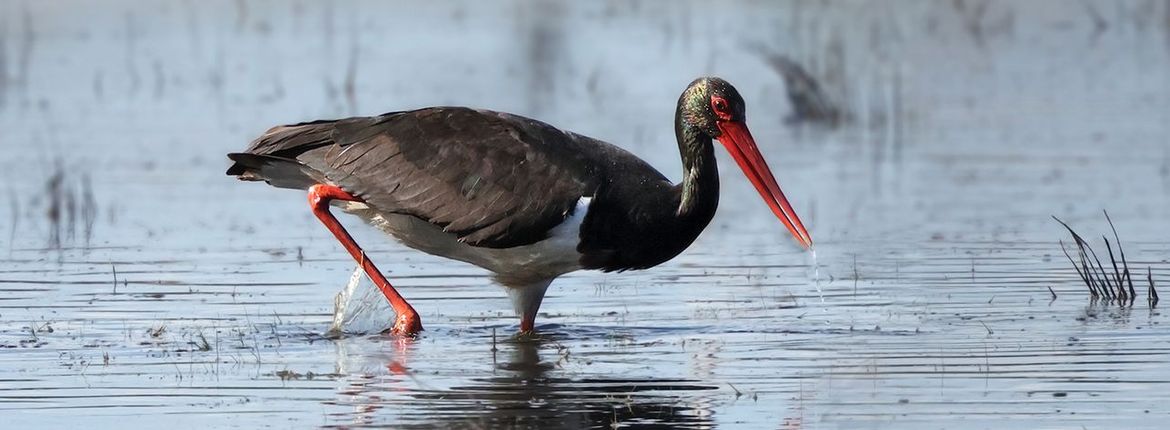 Zwarte ooievaar / Ruwan Aluvihare