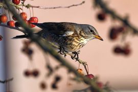 Kramsvogel