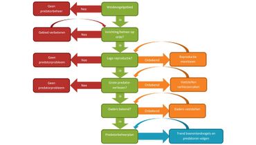 Beslisboom predatie Sovon