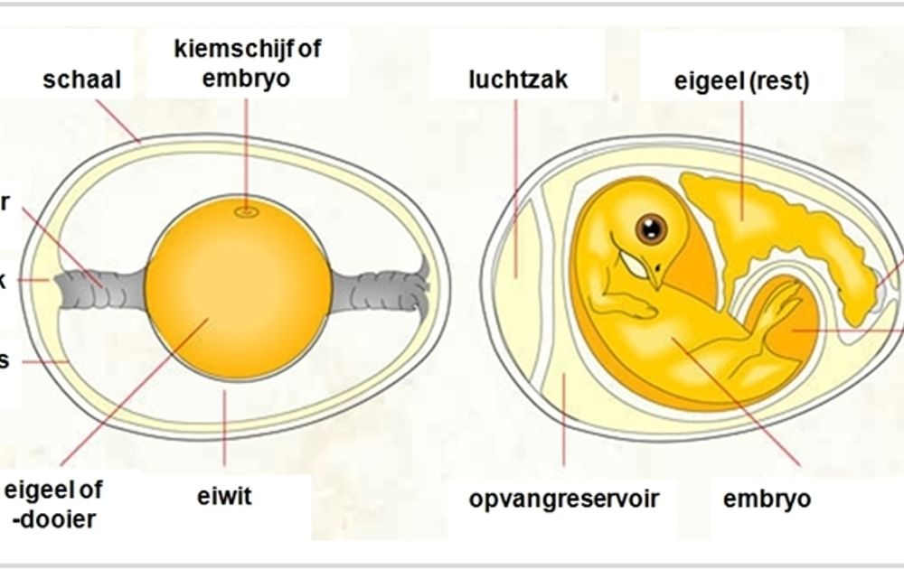 Kijkje in het Vogelbescherming