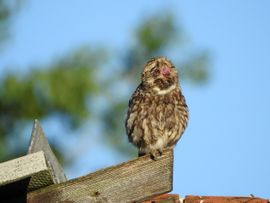 Steenuil met braakneigingen