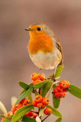 Roodborst vuurdoorn / Shutterstock