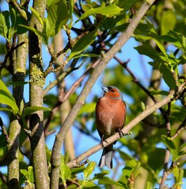 Vink manin de Tulpen boom