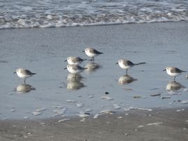 Drieteenstrandlopers