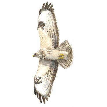 Buizerd / Elwin van der Kolk