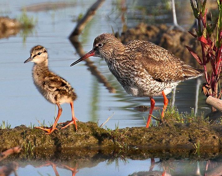 Tureluur met kuiken / Koos Dansen