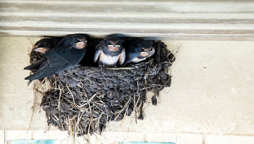 Boerenzwaluwen op nest / Wil Leurs AGAMI