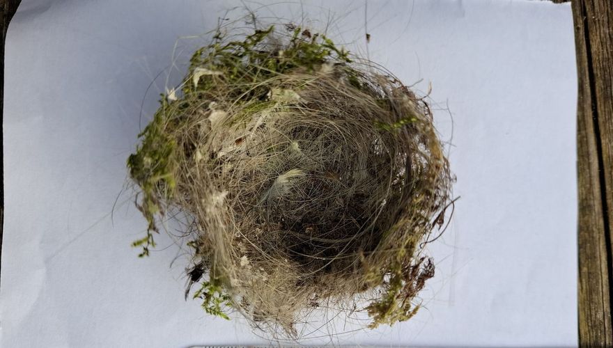 Nest goudhaan met hondenhaar / Jeanet van Zoelen
