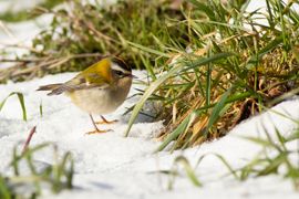 Vuurgoudhaan in de sneeuw