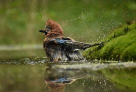 Gaai neemt een heerlijk bad 