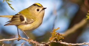 Goudhaan / Shutterstock