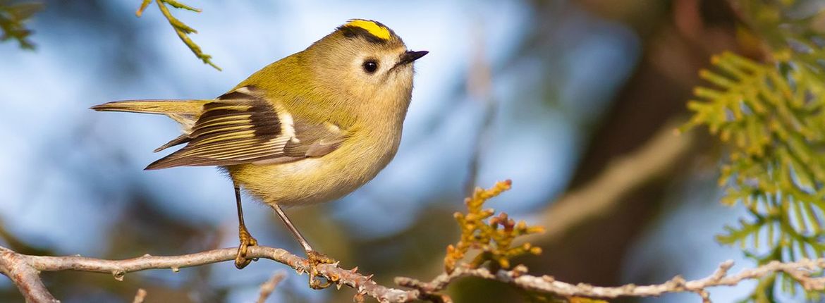 Goudhaan / Shutterstock