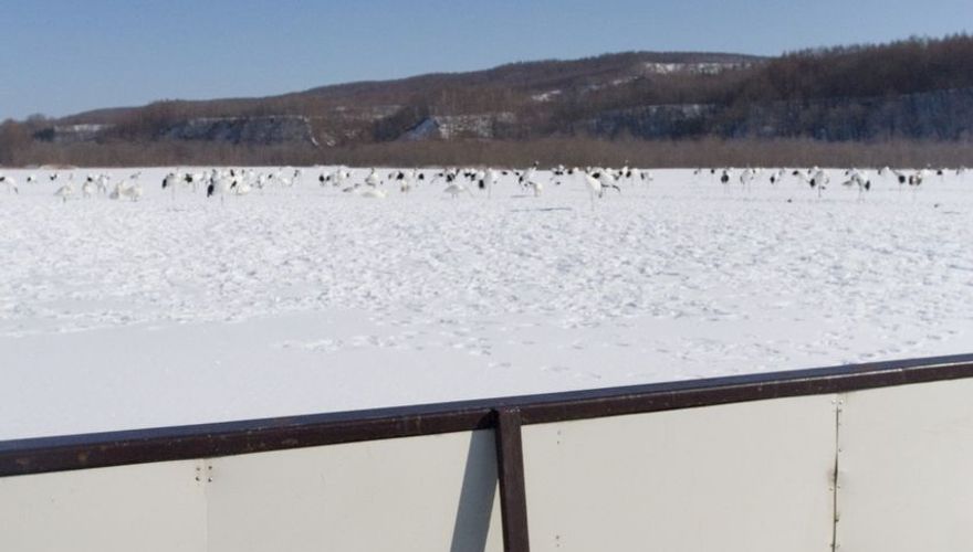 Crane feeding centrum Hokkaido Japan / Marc Guyt Agami