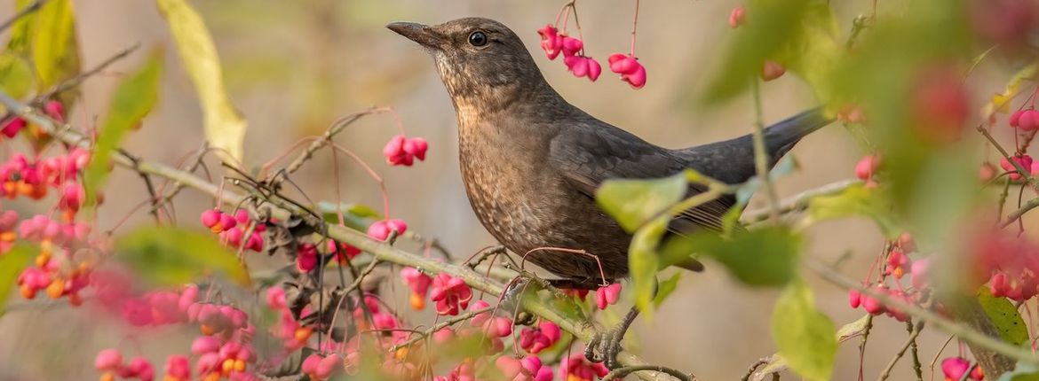 Merel kardinaalsmuts / Shutterstock