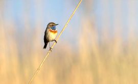 Blauwborst in de vroege ochtendzon