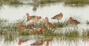 Grutto / Caroline Pleysier-Hamers - Fotogalerij