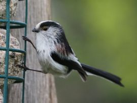 Staartmees eet van de vetbollen