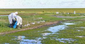 Vogelgriep grote sterns op Texel / Rene Pop