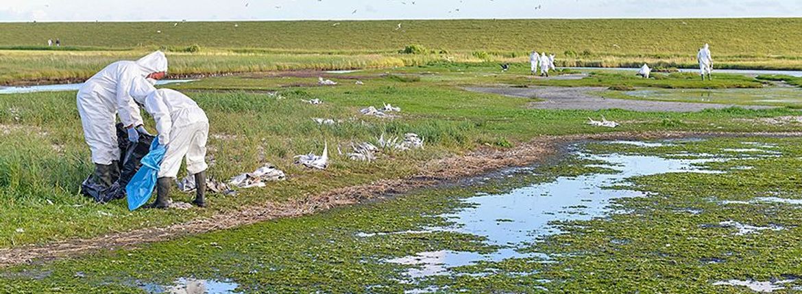 Vogelgriep grote sterns op Texel / Rene Pop