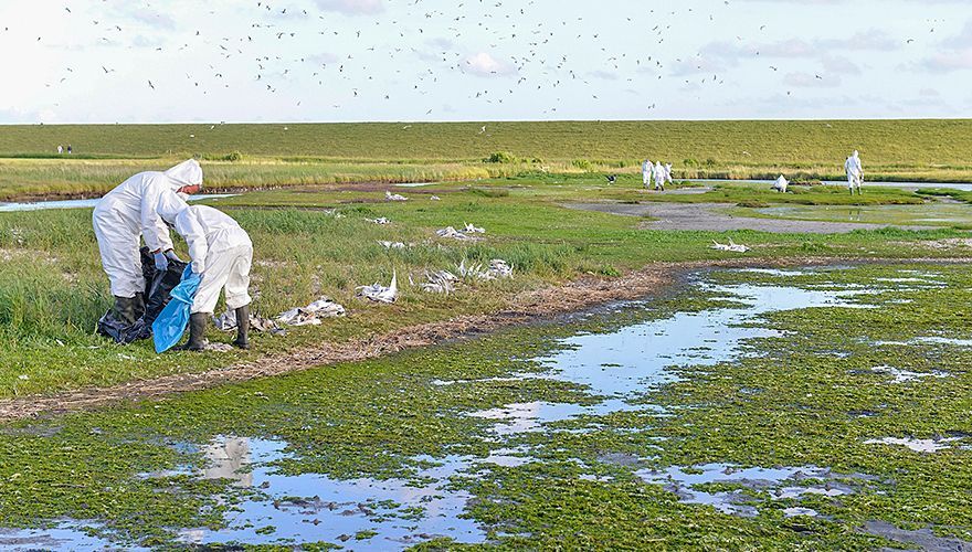 Vogelgriep grote sterns op Texel / Rene Pop