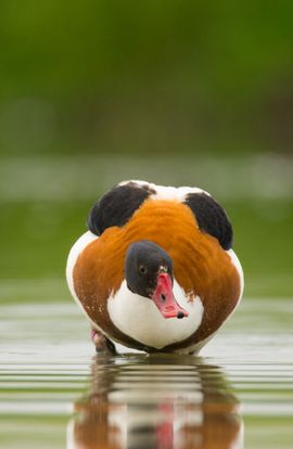 Bergeend bij weidevogelboer Murk