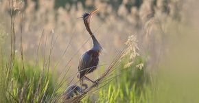 Purperreiger / Shutterstock