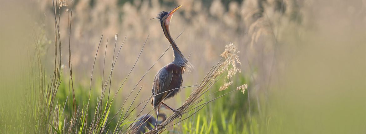 Purperreiger / Shutterstock