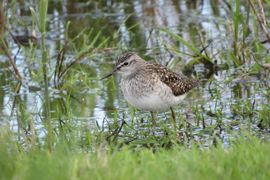 Met de voetjes in het water