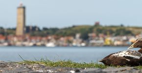 Eider op Terschelling / Shutterstock