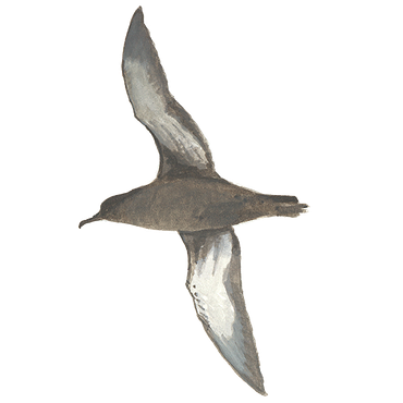 Grauwe pijlstormvogel / Elwin van der Kolk