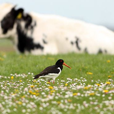 Scholekster / Buiten-Beeld - Ruurd-Jelle van der Leij