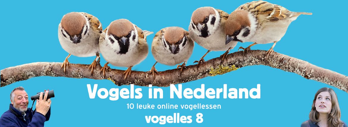 Vogels in Nederland - Vogelles 8