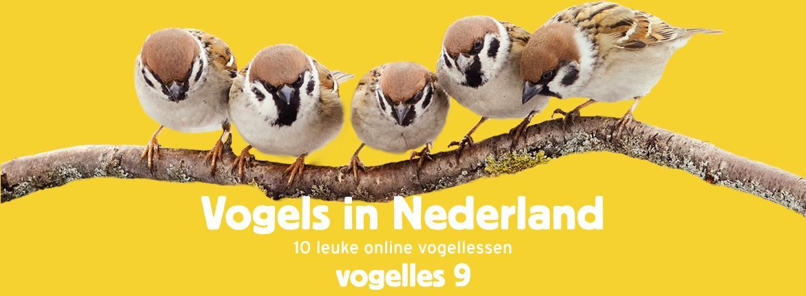 Header Vogels in Nederland