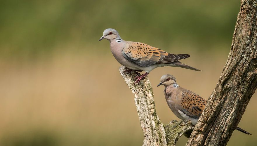 Zomertortel / Natuurmonumenten