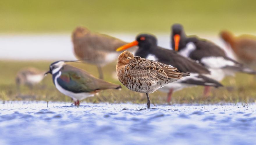 Weidevogels / Shutterstock