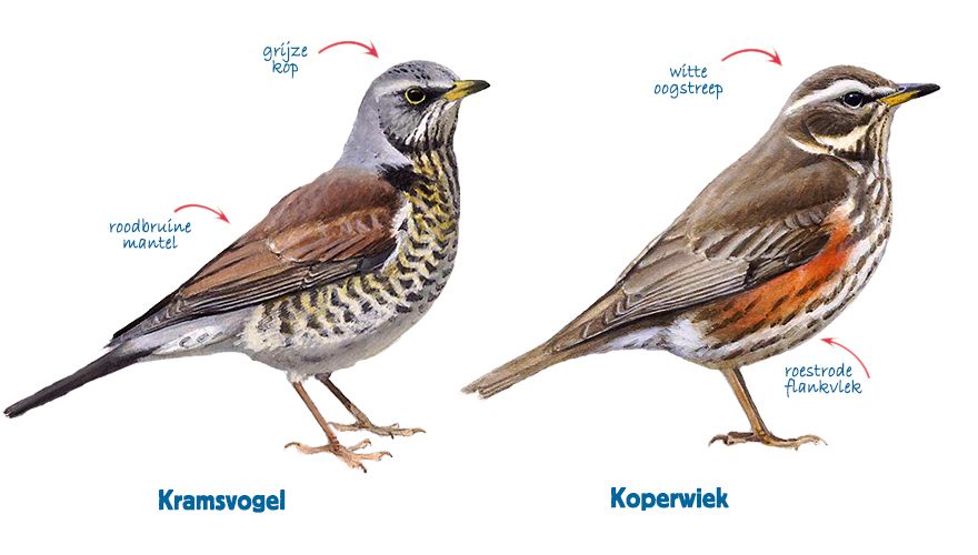 kramsvogel versus koperwiek