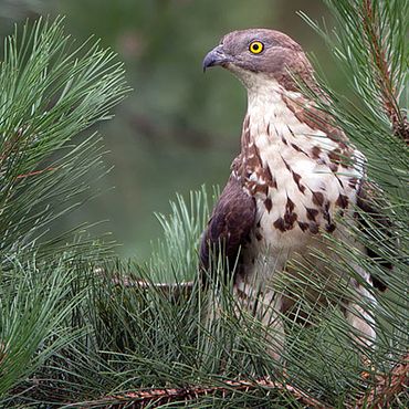 Wespendief / Birdphoto