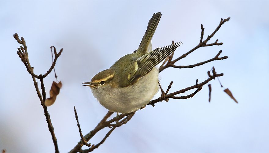 Humes bladkoning / Ruwan Aluvihare