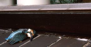 IJsvogel raamslachtofffer / Hans Peeters