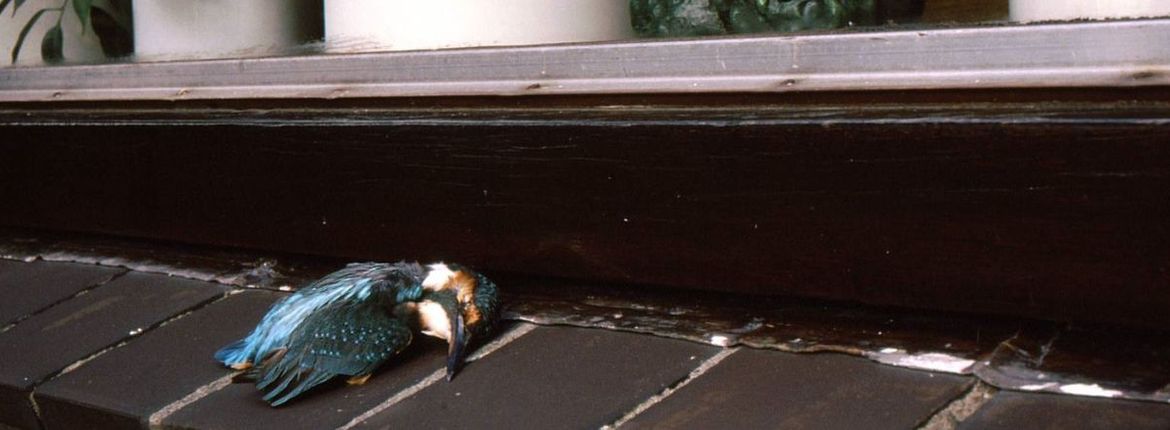 IJsvogel raamslachtofffer / Hans Peeters